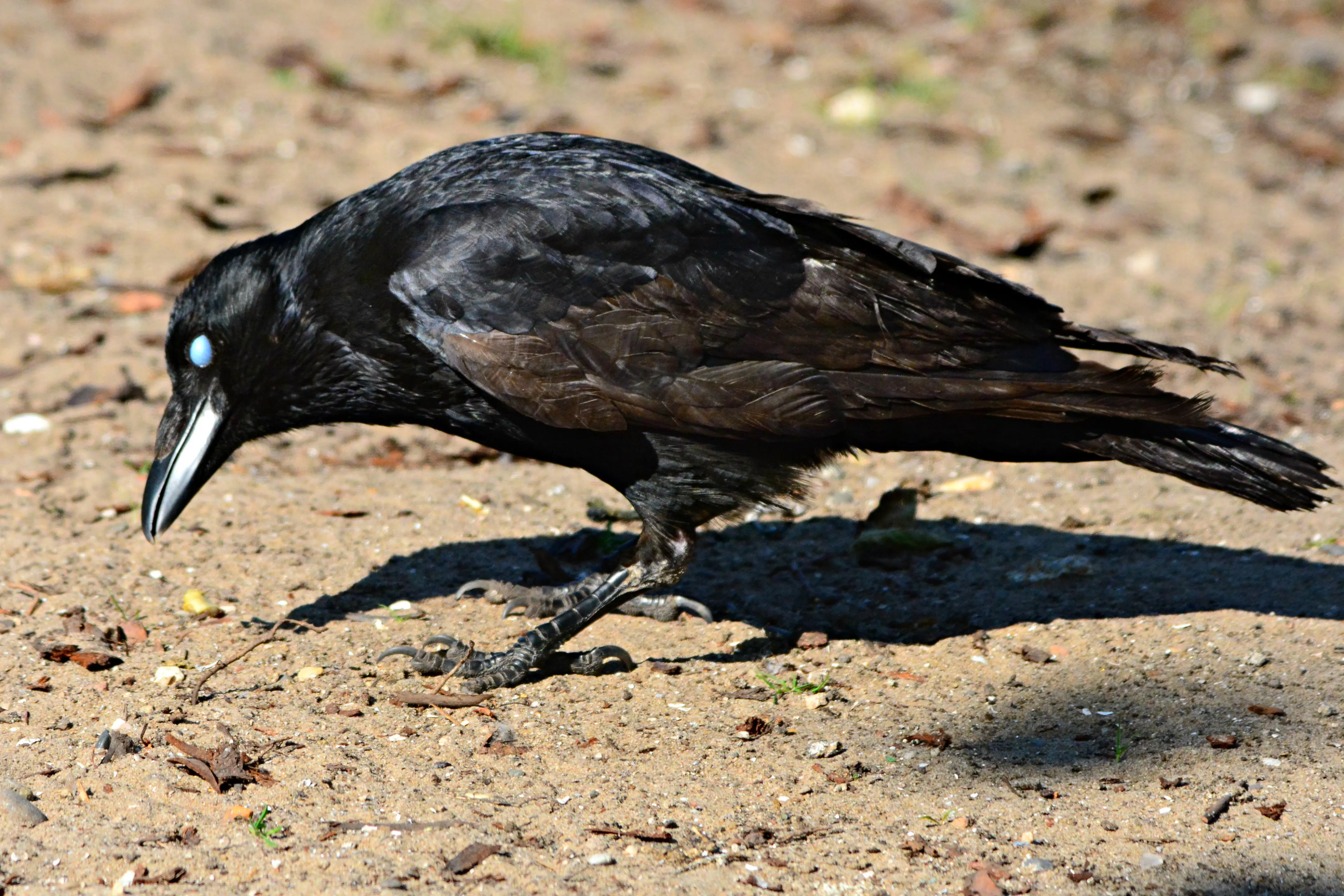 A .webp Image of a Crow